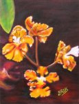 Les orchidées oranges / Eric GUIGNET / 0692.76.00.58