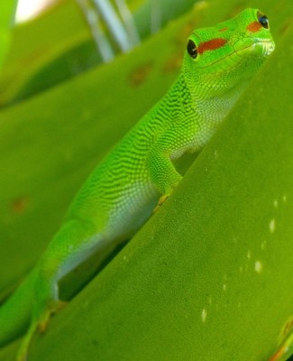 Grand gecko vert Malgache